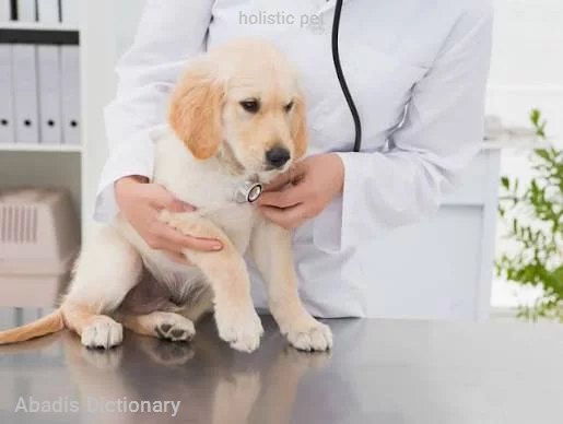 holistic pet